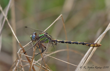 Ophiogomphus australis, male